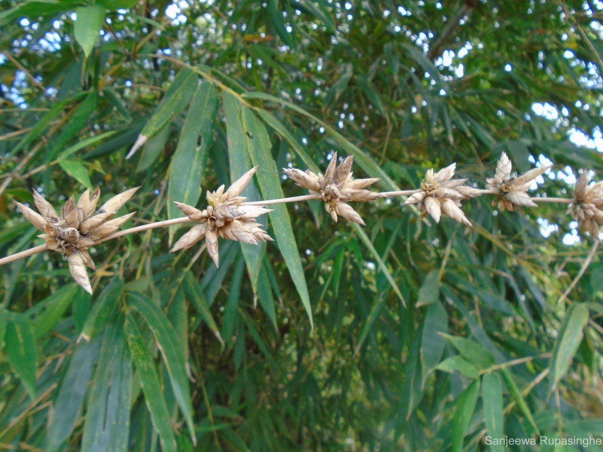 Bambusa vulgaris Schrad. ex J.C.Wendl.